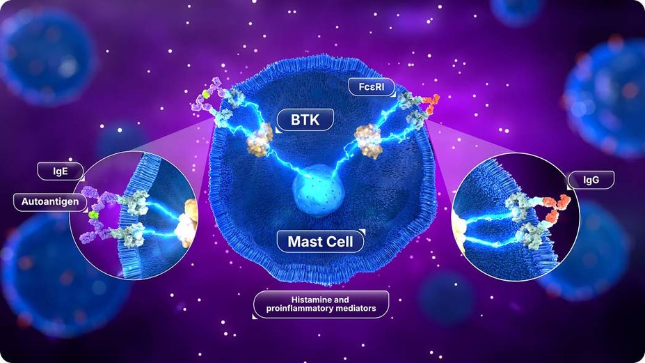 Intracellular BTK signaling leads to mast cell degranulation.